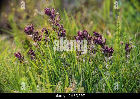 Alpine bartsia, Velvetbells (Bartsia alpina), blooming in an Alpine meadow, Germany Stock Photo
