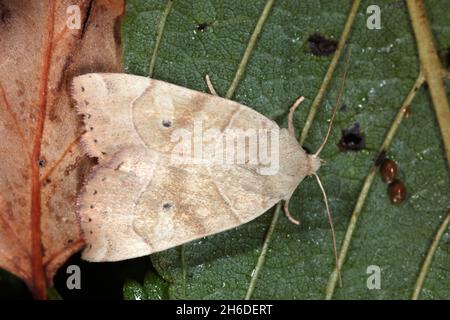 Dun-bar (Cosmia trapezina, Calymnia trapezina), sitting at a leaf underside, view from above, Germany Stock Photo