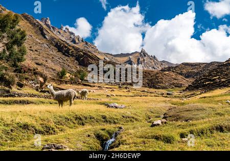 Alpacas at Palccoyo rainbow mountains in Peru Stock Photo