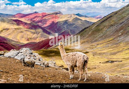 Alpaca at Palccoyo rainbow mountains in Peru Stock Photo