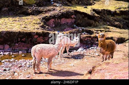 Alpacas at Palccoyo rainbow mountains in Peru Stock Photo
