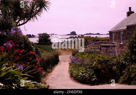 Granite cottage and agapanthus plants on Great Par beach on Bryher, Isles of Scilly Stock Photo