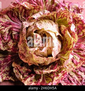 Radicchio 'Variegata di Castelfranco' Stock Photo