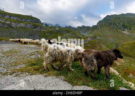 A romanian shepherd in the carpathian Stock Photo