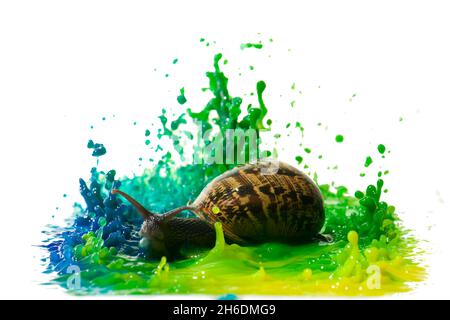 Snail in a paint Sculpture - High speed photography of splashes of paint with a snail in the middle Stock Photo