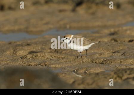 Kentish Plovers  outside of breeding can be found on rocky shores prior to relocating to suitable habitat of lagoons and intertidal areas to nest. Stock Photo