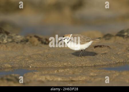 Kentish Plovers  outside of breeding can be found on rocky shores prior to relocating to suitable habitat of lagoons and intertidal areas to nest. Stock Photo