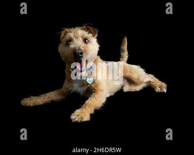 Wire Haired Jack Russell cross Border Terrier on black background, UK Stock Photo