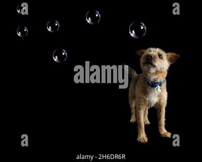 Wire Haired Jack Russell cross Border Terrier watching soap bubbles on black background, UK Stock Photo