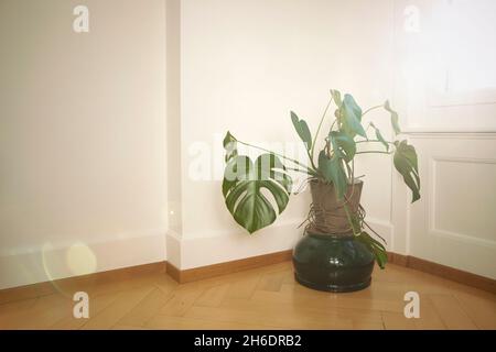 Monstera plant indoor, potted monstera houseplant in the room by the window, sunset light. Stock Photo