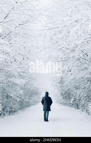 Back silhouette of a single man walking on a snow covered forest path in winter Stock Photo
