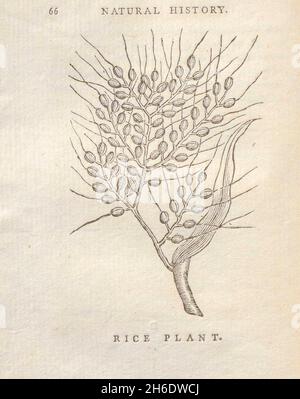 Rice plant illustration Stock Photo - Alamy