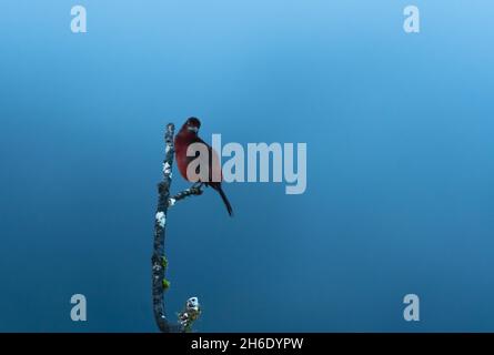 Simplistic lone Silver-beaked Tanager, Ramphocelus carbo, perching on a branch taken in the moody light of the blue hour. Stock Photo