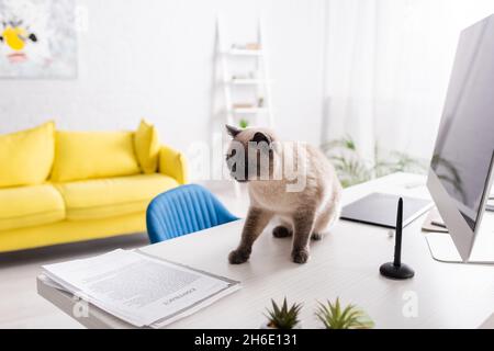 cat on desk near computer monitor, documents and yellow sofa on blurred background Stock Photo