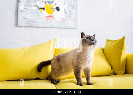 fluffy cat on yellow sofa with soft pillows near blurred picture on wall Stock Photo