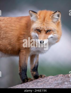 Red fox closeup portrait standing on log Stock Photo