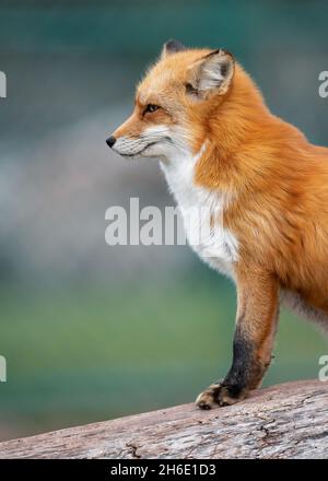 Red fox closeup portrait standing on log Stock Photo