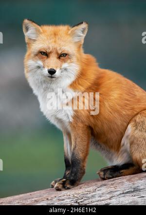 Red fox closeup portrait standing on log Stock Photo