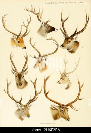 PLATE 6 1. Hangul. 2. Shou. 3. Thorold's Deer. 4. Indian Sambar. 5. Malay Sambar. 6. Chital. 7. Swamp-Deer. 8. Thamin. from the book ' The great and small game of India, Burma, & Tibet ' by Richard Lydekker, Published in London by R. Ward in 1900 Stock Photo