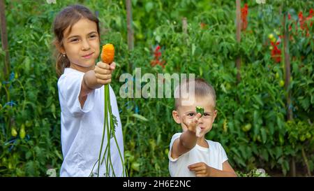 vegetables in the hands of children on the farm. Selective focus. Nature Stock Photo