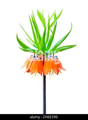 Kaiser's crown (Fritillaria imperialis) flower closeup isolated on white background with clipping path Stock Photo
