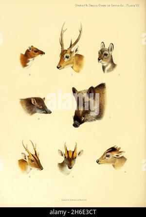 PLATE 7 1. Hog-Deer. 2. Indian Muntjac. 3. Tenasserim Muntjac. 4. Tibetan Tufted Deer. 5. Musk-Deer. 6. Indian Chevrotain. 7. Indian Wild Boar. 8. Pigmy Hog from the book ' The great and small game of India, Burma, & Tibet ' by Richard Lydekker, Published in London by R. Ward in 1900 Stock Photo