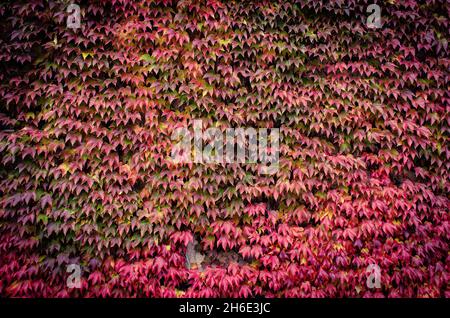 house wall covered in autumn leaves Stock Photo