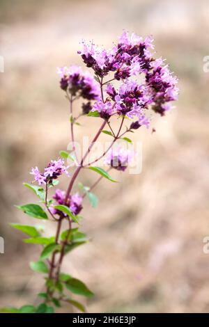 Beautiful wild oregano flowers in a summer meadow Stock Photo