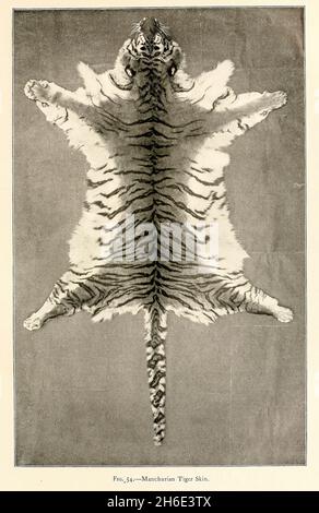 Manchurian Tiger [Siberian tiger is a tiger from a specific population of the Panthera tigris tigris] Skin from the book ' The great and small game of India, Burma, & Tibet ' by Richard Lydekker, Published in London by R. Ward in 1900 Stock Photo