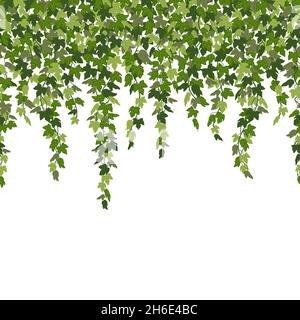 Ivy curtain, green creeper vines isolated on white background. Vector illustration in flat cartoon style Stock Vector