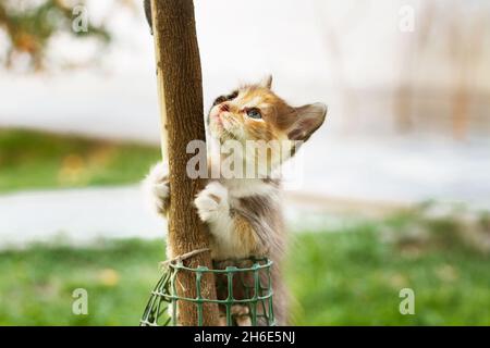 A baby cat climbing to a plant trunk in the garden Stock Photo