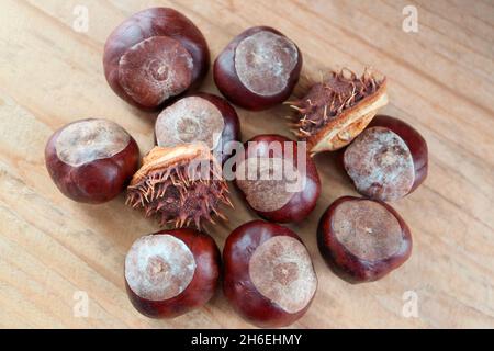 Chestnuts with shells, chestnuts on wooden board,  autumn chestnuts macro, macro photography, stock image Stock Photo