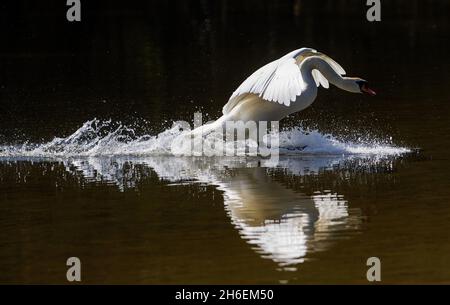A swan lands on Heronry pond in Wanstead Park, East London,  to look for sticks to build a nest with its partner. Stock Photo