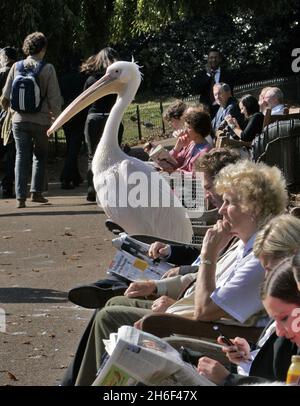 Two pelicans spotted in St. James's Park in central London. They perched themselves on park benches amongst a crowd of onlookers. Stock Photo