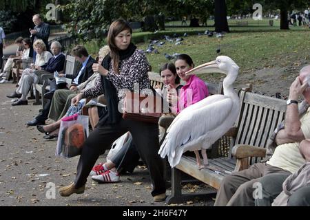 Two pelicans spotted in St. James's Park in central London. They perched themselves on park benches amongst a crowd of onlookers. Stock Photo