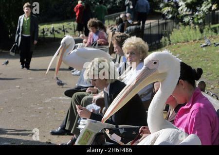 Two pelicans spotted in St. James's Park in central London. They perched themselves on park benches amongst a crowd of onlookers. Stock Photo