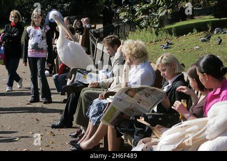 Two pelicans spotted in St. James's Park in central London. They perched themselves on park benches amongst a crowd of onlookers. Stock Photo