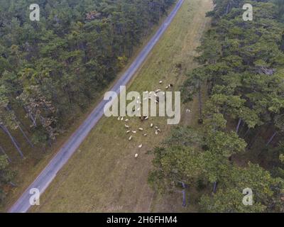 aerial view of a flock of sheep grazing peacefuly Stock Photo