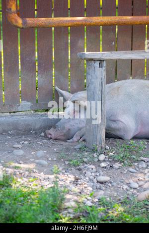 one dirty pig sleeping under the bench Stock Photo