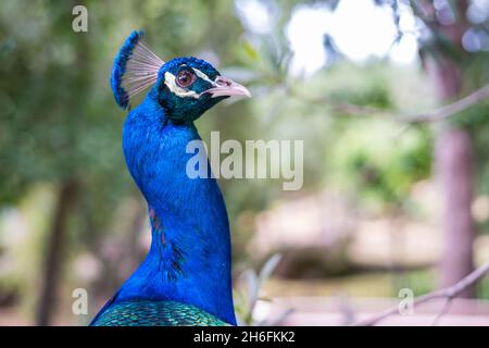 A proud peacock on top of a large granite stone Stock Photo - Alamy
