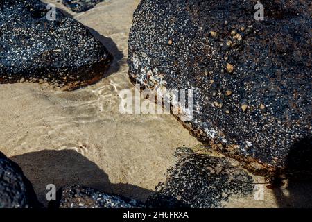 Close-up of volcanic stone beach rock with shells and barnacles on the water. High quality photo Stock Photo