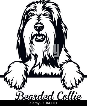 Bearded Collie Peeking Dog - head isolated on white - vector stock Stock Vector