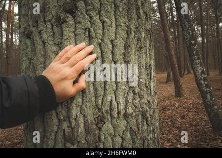 A human hand touching the trunk of a thick tree, cloudy day Stock Photo