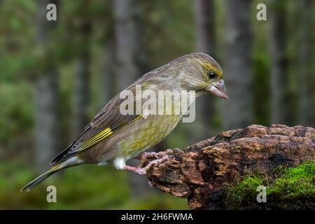 European greenfinch (Chloris chloris / Carduelis chloris) female foraging on tree stump at forest edge Stock Photo