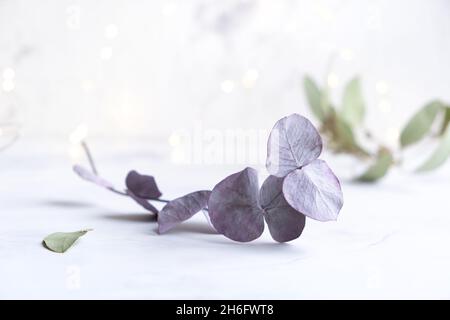 A branch of a eucalyptus tree in purple shades on a light background with shining bokeh. Trending plant, dried flower for decoration. Stock Photo