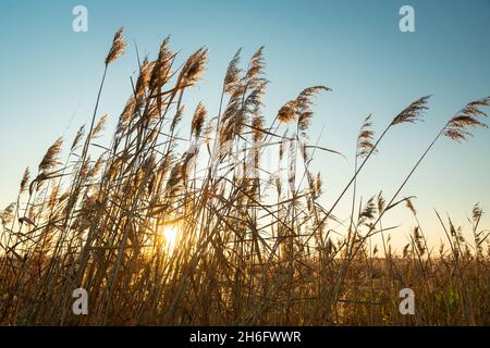 The sun behind the tall grasses and the blue sky, October day Stock Photo