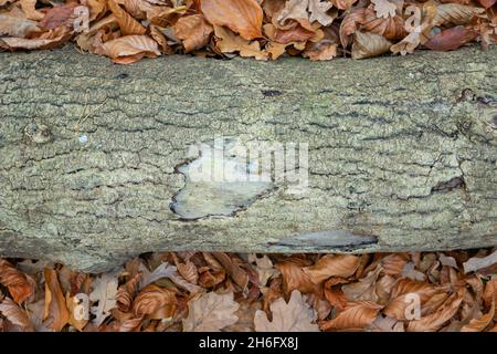 An old tree log lying among the leaves, autumn background Stock Photo