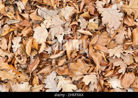 Lots of autumn and dry leaves lying on the ground, leaves background Stock Photo