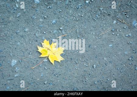 Yellow single maple leaf lying on the ground Stock Photo