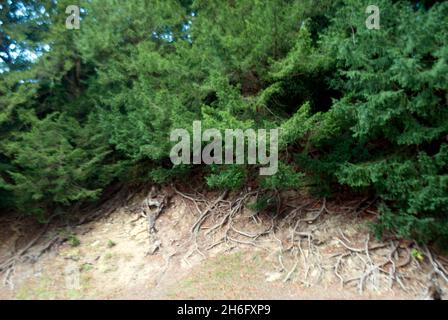 Exposed roots beneath trees at Studley Royal Water Gardens, Studley